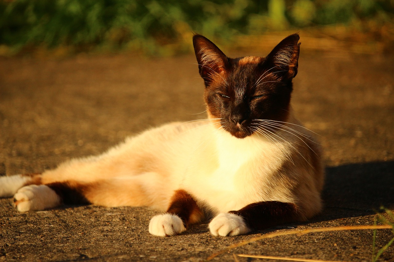 The Characteristics of the Siamese - Vocal and Loving